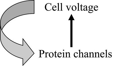 Biological Relativity Requires Circular Causality but Not Symmetry of Causation: So, Where, What and When Are the Boundaries?